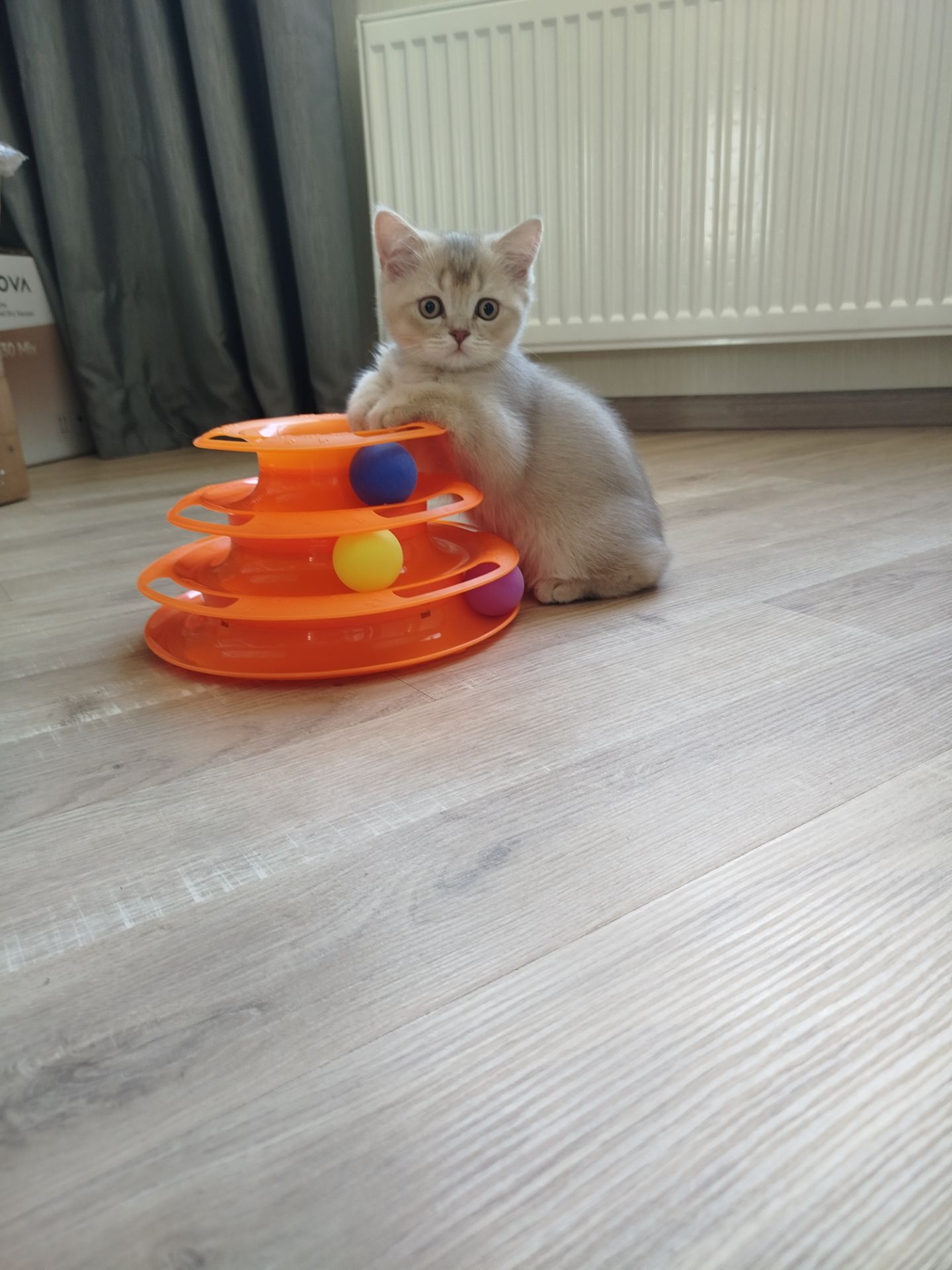 Котенок Скотиш страйт