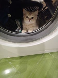 Котенок Скотиш страйт