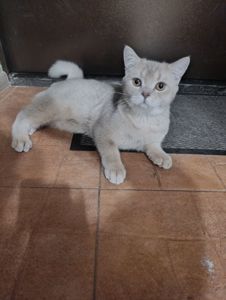 Котенок Скотиш страйт