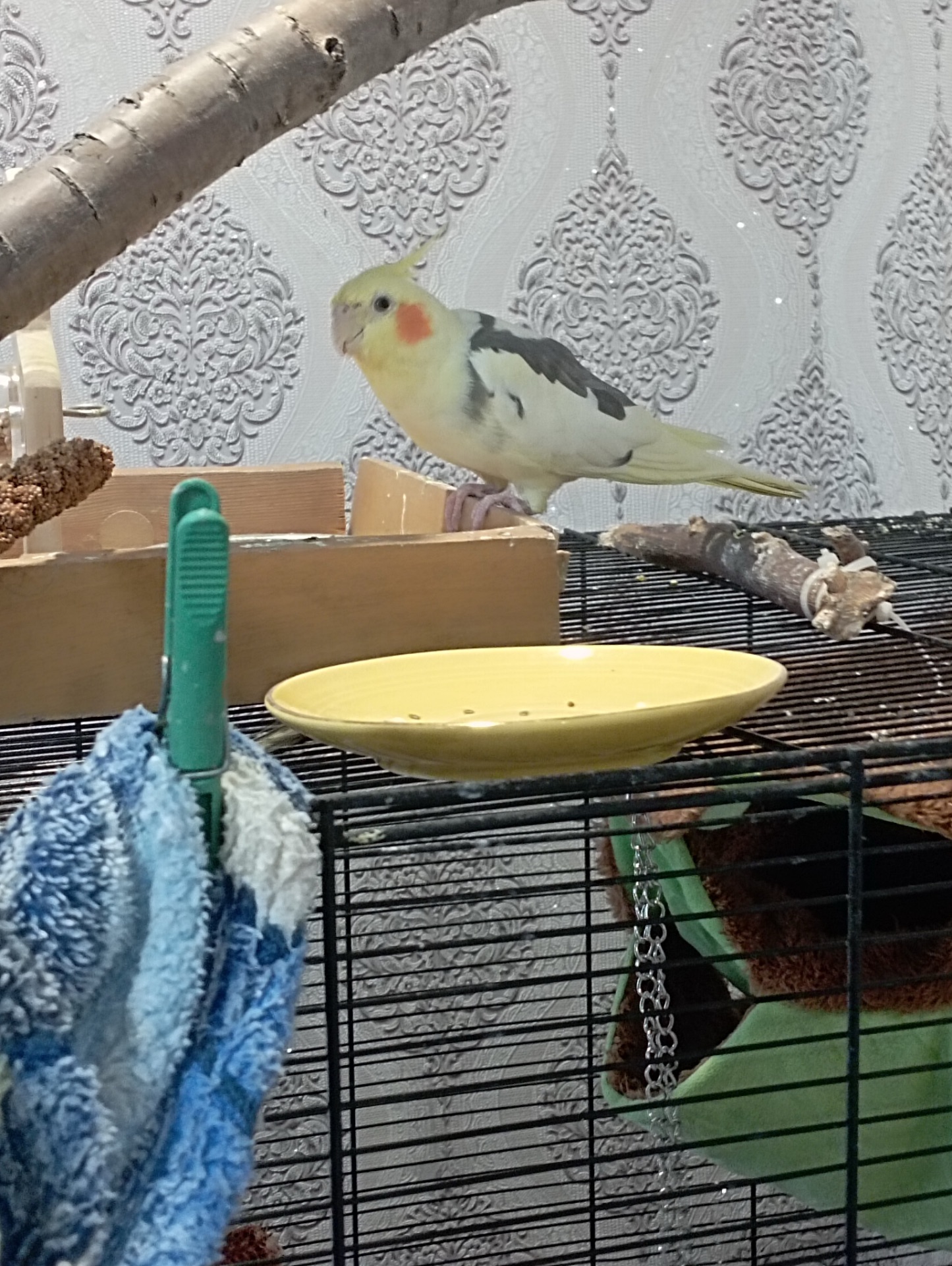 Віддам дорослих Корел