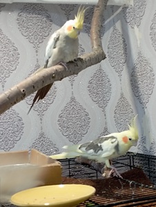 Віддам дорослих Корел