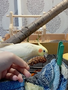 Віддам дорослих Корел