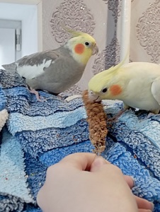 Віддам дорослих Корел