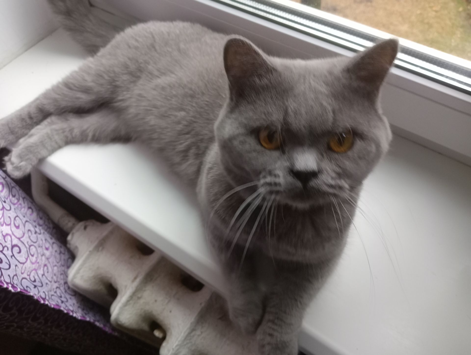 Молоденький британский котик