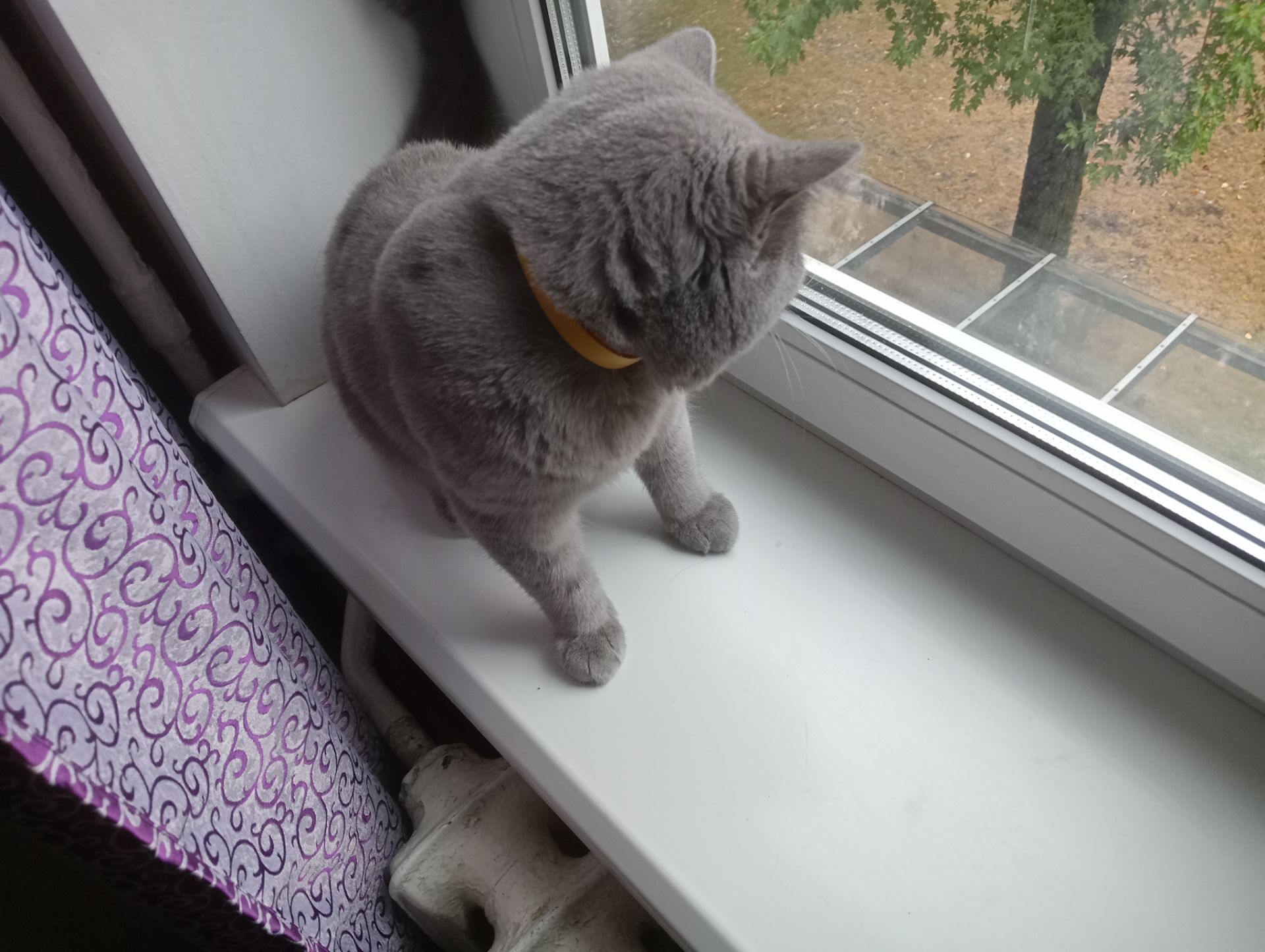 Молоденький британский котик