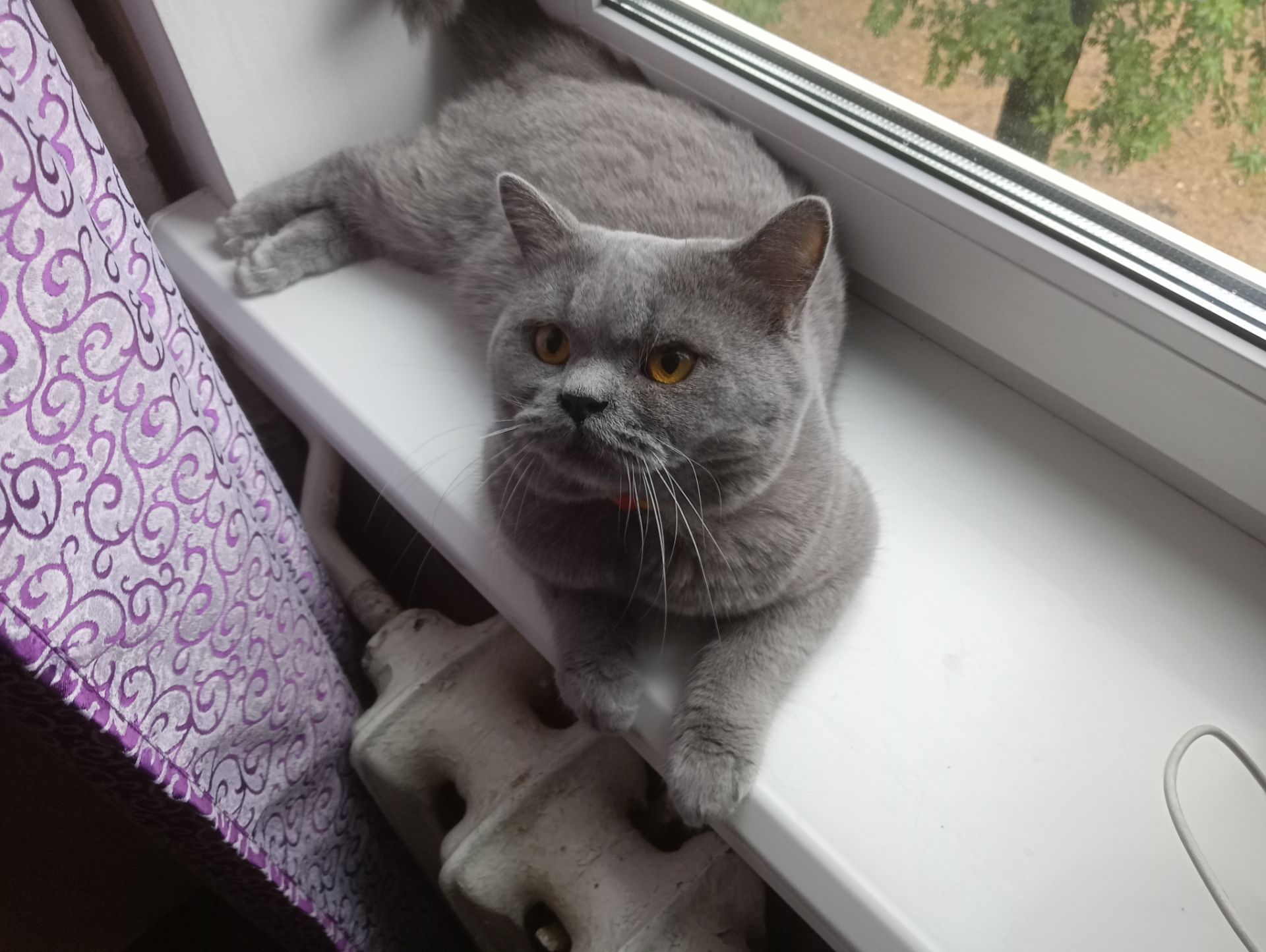 Молоденький британский котик
