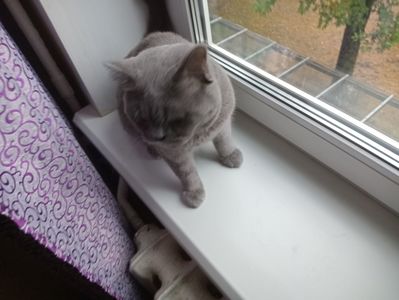 Молоденький британский котик