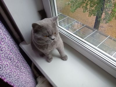 Молоденький британский котик