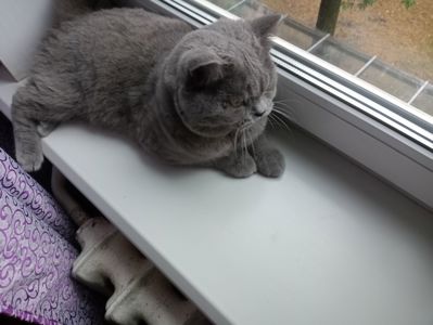 Молоденький британский котик