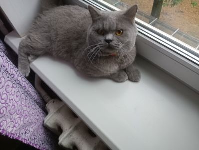 Молоденький британский котик