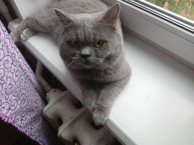 Молоденький британский котик