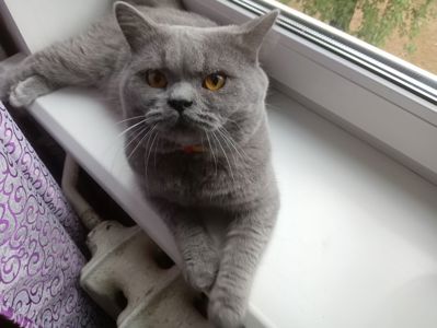 Молоденький британский котик