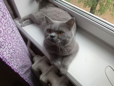 Молоденький британский котик