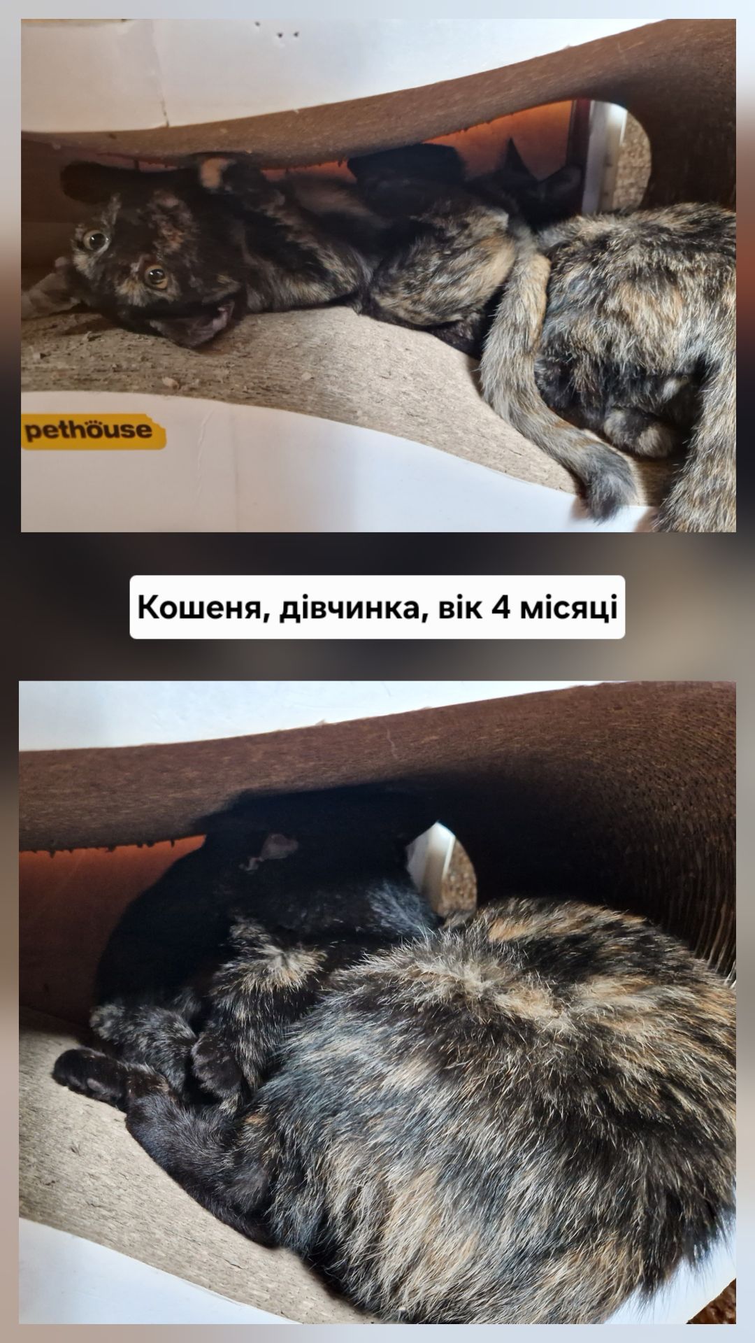 Розумна Ідеальна Мишоловка СонячноЗолотаве з шоколадним Кошеня вік 4 місяці