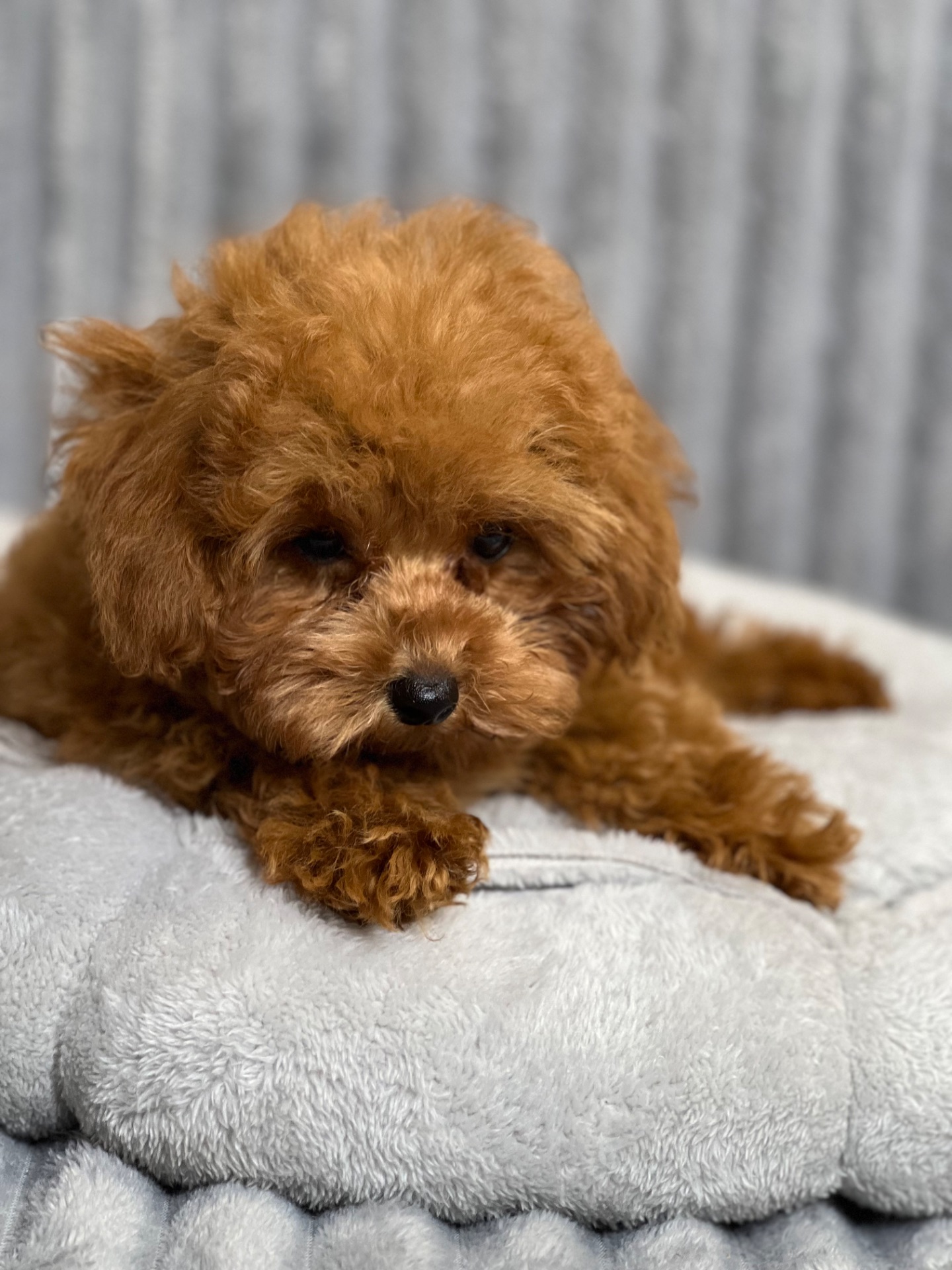 Щастя в дім цуценята Той пудель
