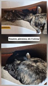 Розумна Ідеальна Мишоловка СонячноЗолотаве з шоколадним Кошеня вік три місяці