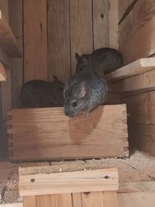 Шиншиллы в хорошие руки