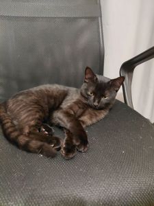 Грайливе кошеня, 3.5 місяці