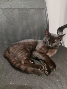 Грайливе кошеня, 3.5 місяці