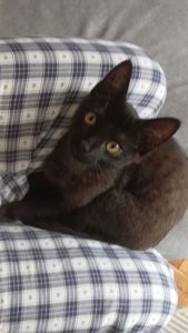 Грайливе кошеня, 3.5 місяці