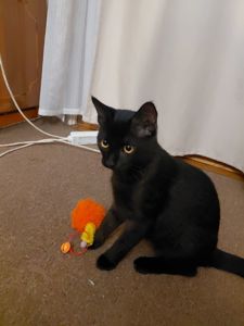 Грайливе кошеня, 3.5 місяці