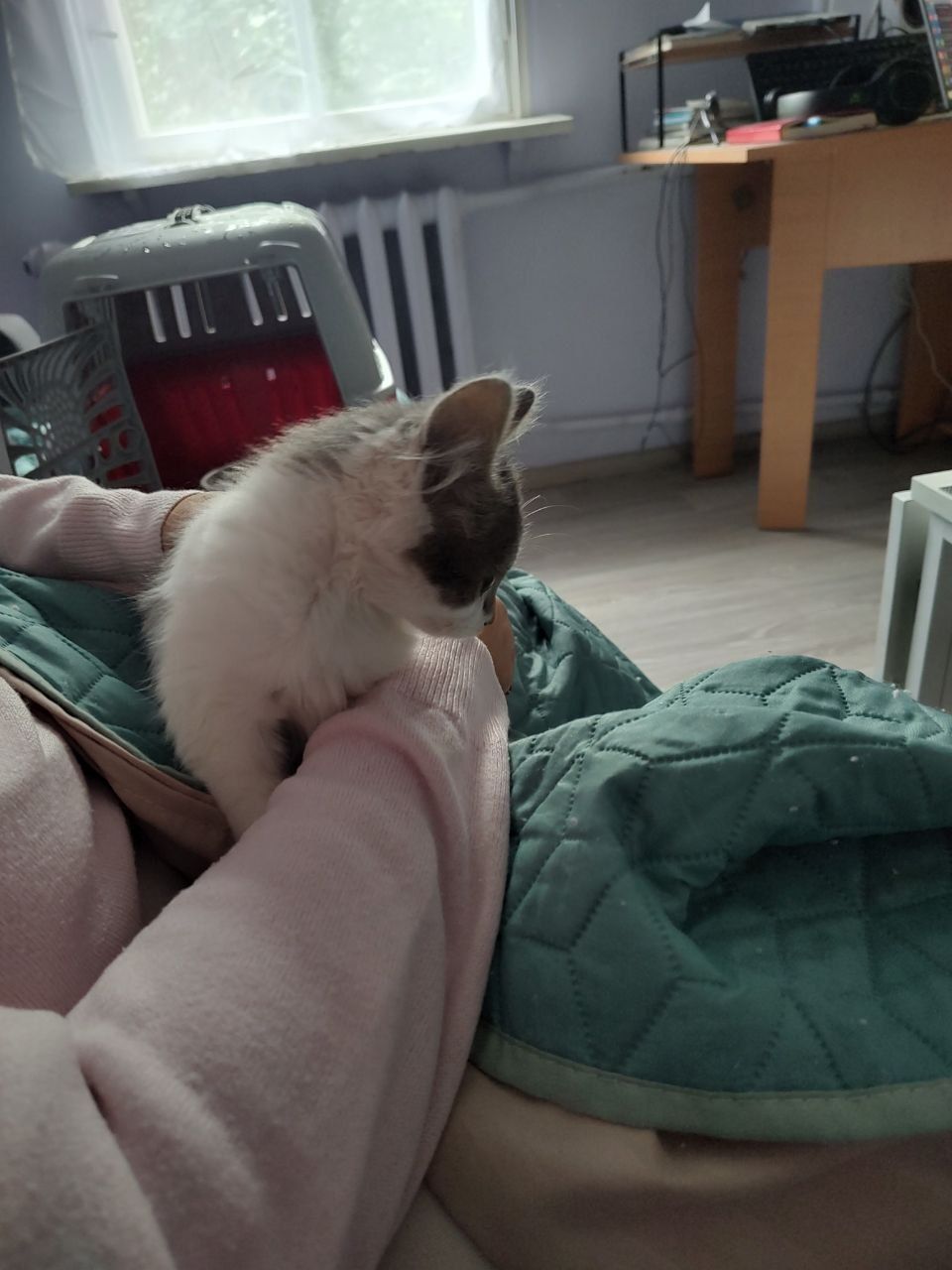 Кішечка в добри руки. Міла, красива, добра