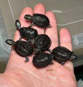 Мускусна черепаха (Sternotherus odoratus)
