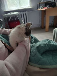 Кішечка в добри руки. Міла, красива, добра