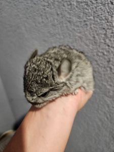 Милий гризун що іде на руки