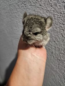Милий гризун що іде на руки