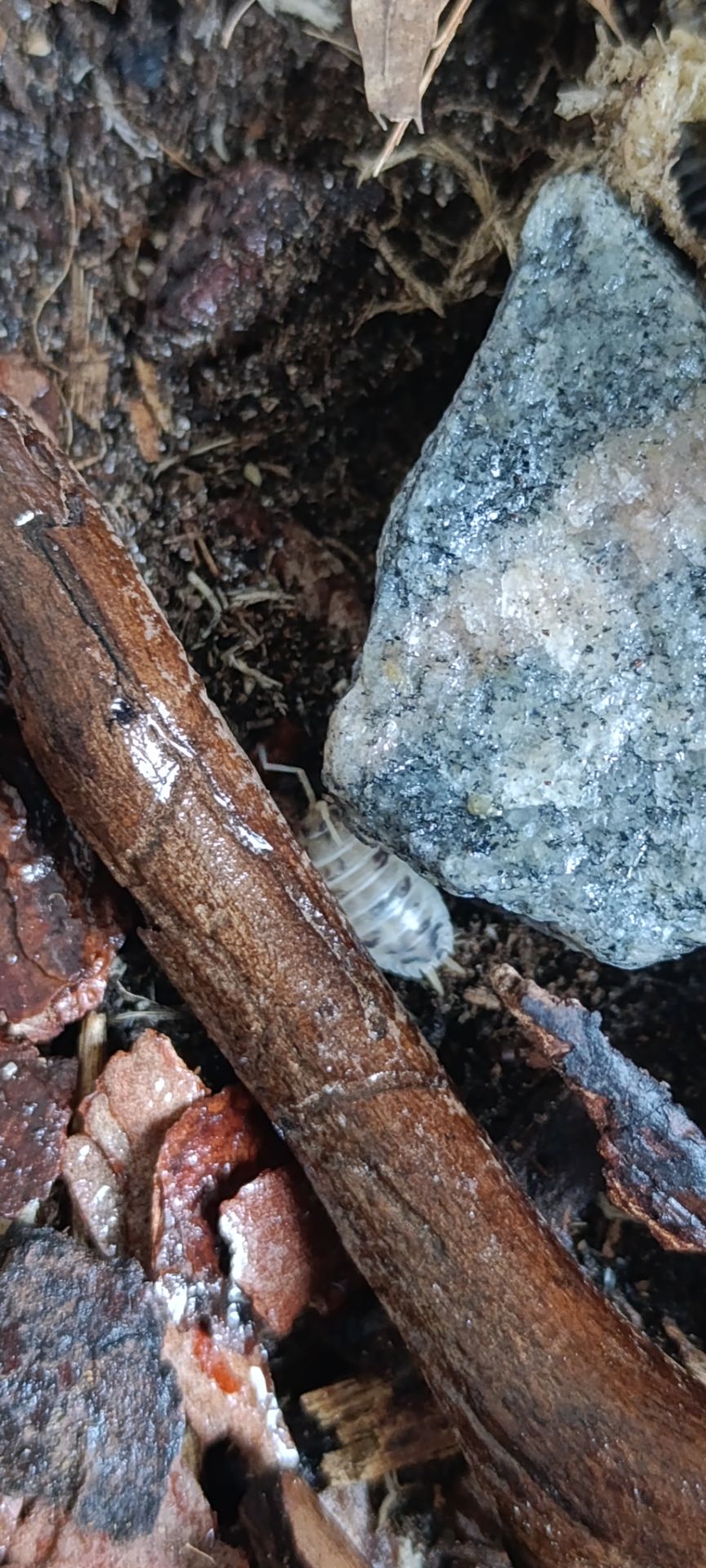 Мокриці Dairy Cow (Porcellio laevis 'Dairy Cow')