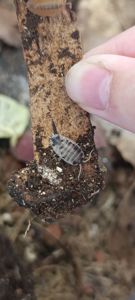 Мокриці Dairy Cow (Porcellio laevis 'Dairy Cow')