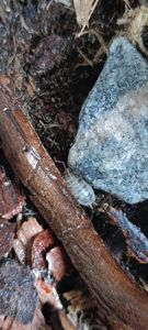 Мокриці Dairy Cow (Porcellio laevis 'Dairy Cow')