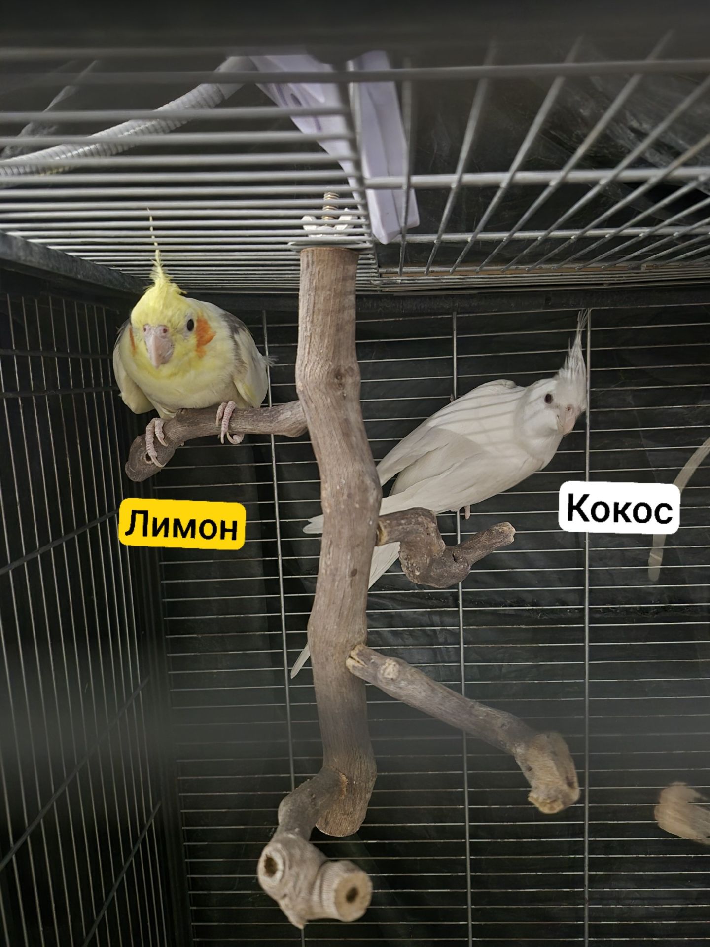 Віддамо в добрі руки самців корел безкоштовно самовивіз