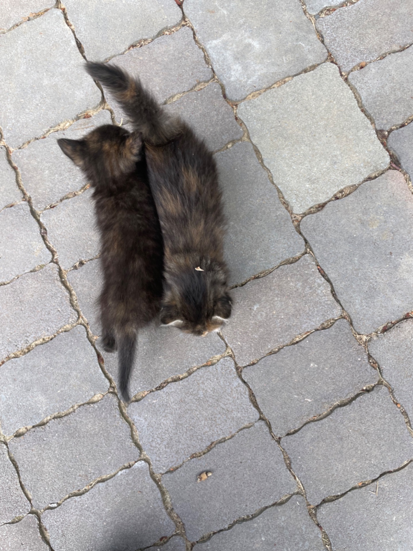 Кошеня