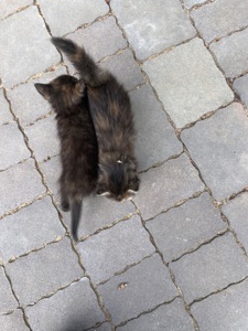 Кошеня