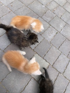 Кошеня