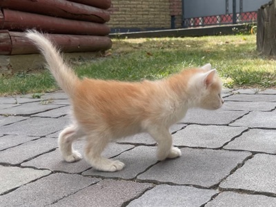 Кошеня