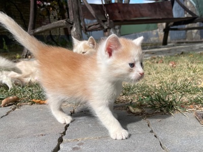 Кошеня