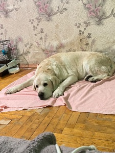 Отдам собаку лабрадора
