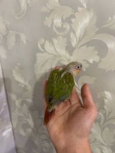 Продам ручних пташенят пірура