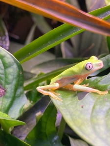 Agalychnis lemur Квакша