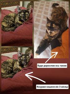 Розумна Ідеальна Мишоловка СонячноЗолотаве з шоколадним Кошеня вік 4 місяці