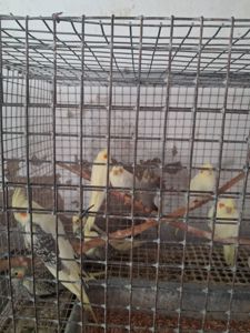 Пташеняти корел