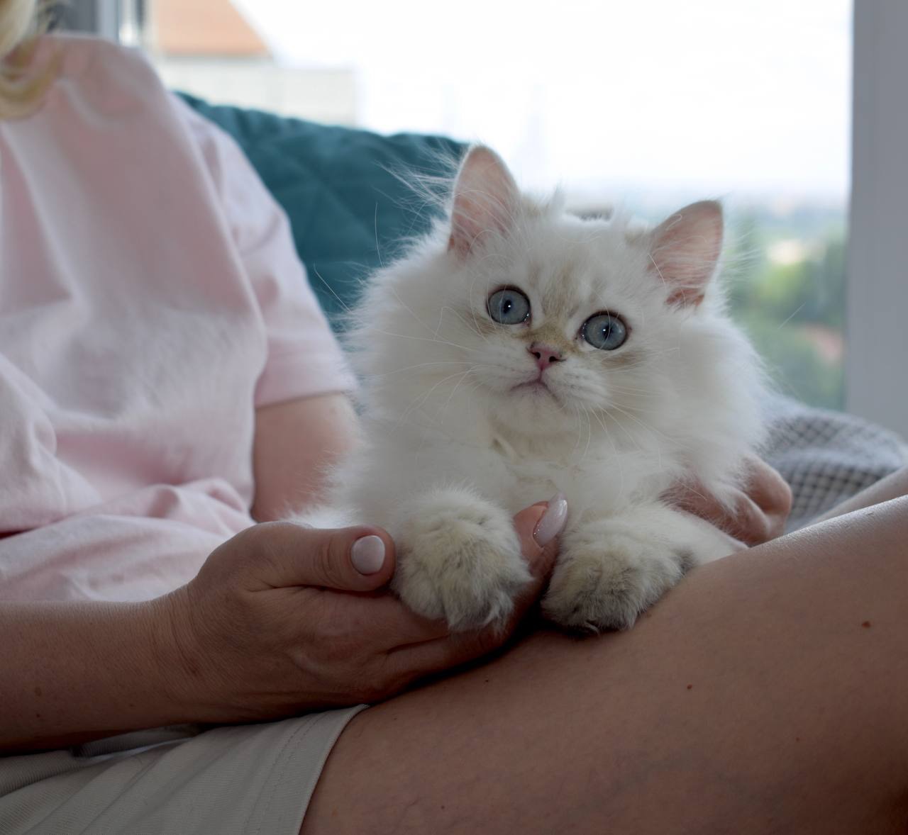 Ласкавий хлопчик Остін шукає свою родину