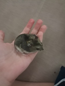 Хомяк