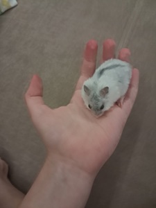 Хомяк