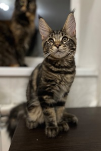 Кошеня Мейн-Кун хлопчик