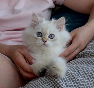 Ласкавий хлопчик Остін шукає свою родину