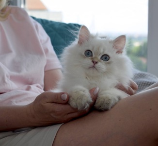 Ласкавий хлопчик Остін шукає свою родину